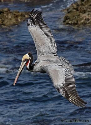 Brown Pelican flying