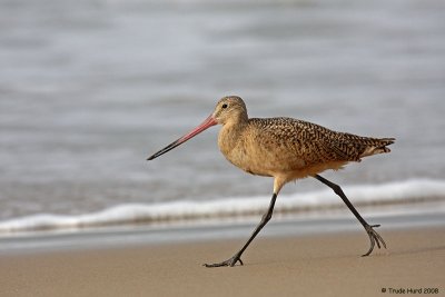 Marbled Godwit