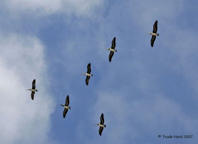 Brown Pelican Formation