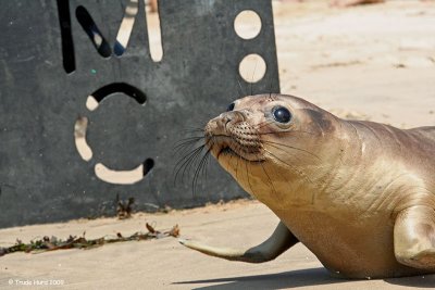 Elephant Seal Release