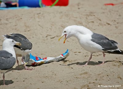 Gull Defending Chips  (humor)