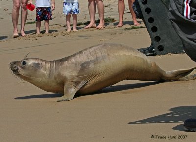Release Elephant Seal