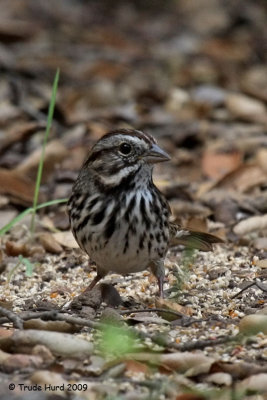 First stop near feeders for Song Sparrow