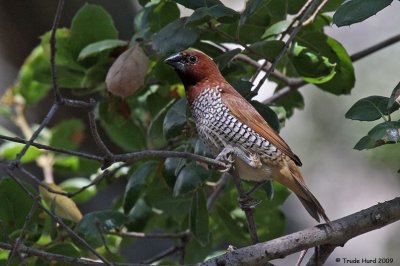 Exotic finches attracted to feeder