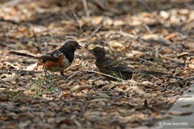 Reward!  Juvenile Spotted Towhee fed by adult