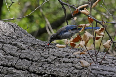 Western Scrub-jay eats lemonade berry fruit