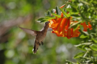 Allen's Hummingbird also eating