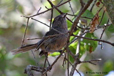 silent Wrentit