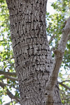 Evidence of sapsuckers