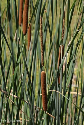 Cattail female parts below and male pollen above
