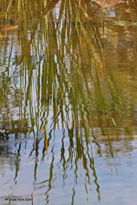 Reflection of cattails