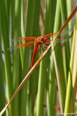 Flame Skimmer wherever there's water