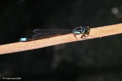 Need to Identify Damselfly:  is it Pacific Forktail instead of Western?
