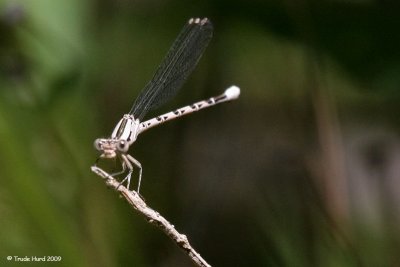 Vivid Dancer damselfly