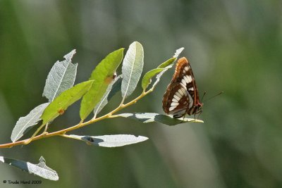 Lorquin's Admiral suns on willow