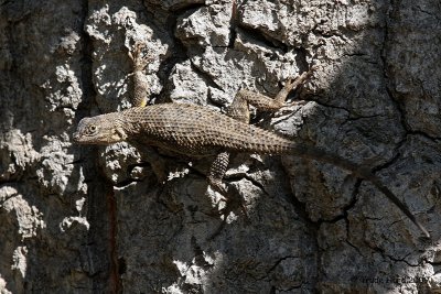 Western Fence Lizard on oak