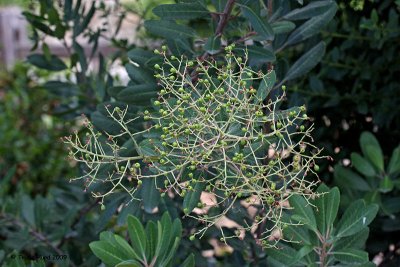 Toyon berries mostly eaten