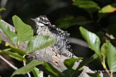 and Nuttall's Woodpecker