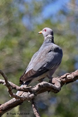 Resident Band-tailed Pigeon coo's like an owl