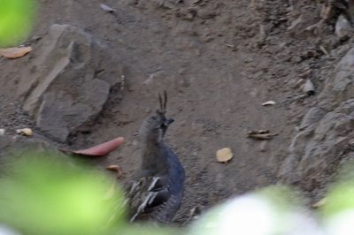 Suddenly startled by Mountain Quail near a pool