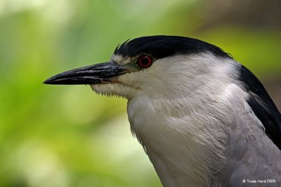 Black-crowned Night Heron
