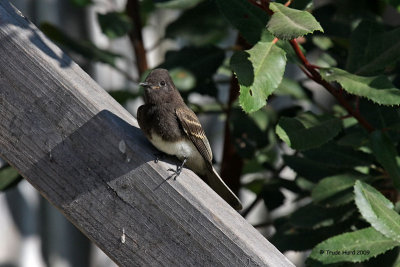 Juvenile Black Phoebe