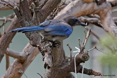 W is for Western Scrub-jay, noisy as can be