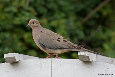 D is for Mourning Dove, coo, coo, coo
