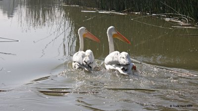 releasing_white_pelicans_at_sjws