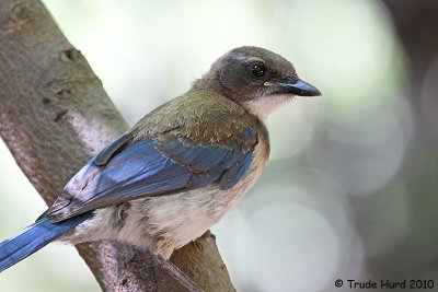 Western Scrub-jay fledgling was envious