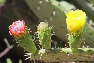 Prickly Pear Cactus flowers