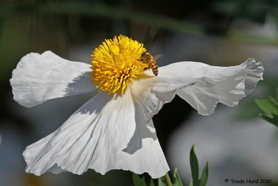 Matilija Poppy pollinated by non-native bee