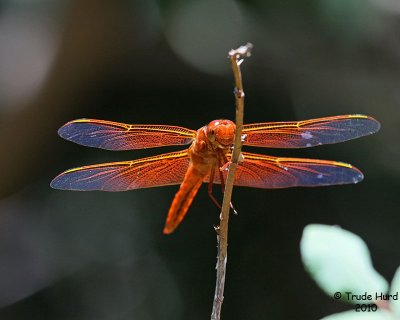 Flame Skimmer dragonfly next to pond
