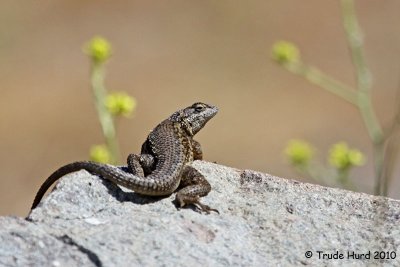 Lizard anticipating fly meal