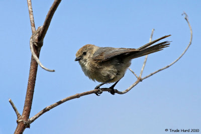 Bushtit concerned by mockingbird presence