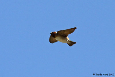 Swallows everywhere like this Cliff Swallow eating flying insects