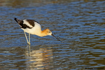 American Avocet feeding in shallow water