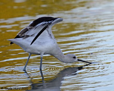 Notice Avocet's head is molting back to basic plumage