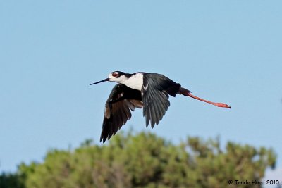 Black-necked Stilt flies overhead