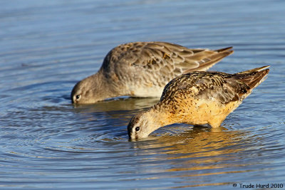 Dowitchers also molting into their grayer plumage