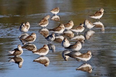 Large flock of Western Sandpipers migrating from Alaska and Canada