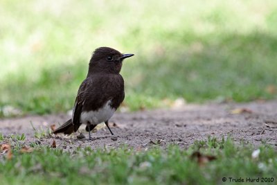 Black Phoebe foraging on grass