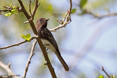 on branches