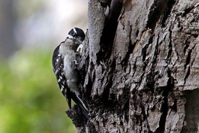 Picking for insects on tree trunks