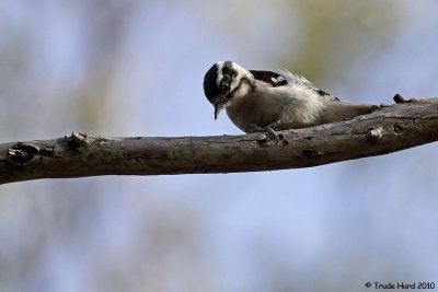 and picking on branches