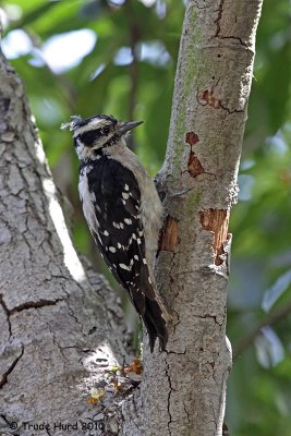 Bedraggled due to molt
