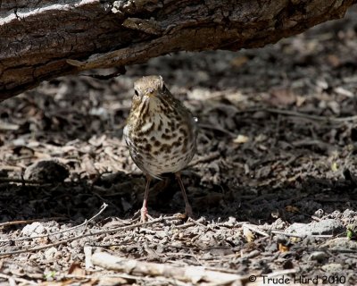 Hermit Thrush foraging on ground
