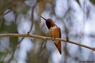 Allen's Hummingbird