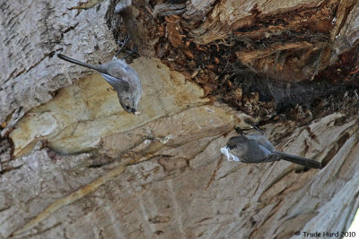 Pair of Bushtits with nest material