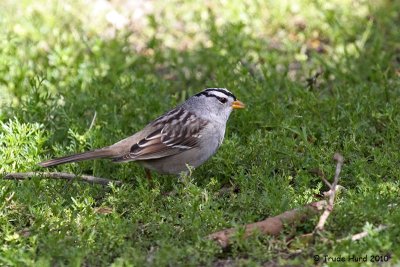 White-crowned Sparrows haven't all migrated north yet